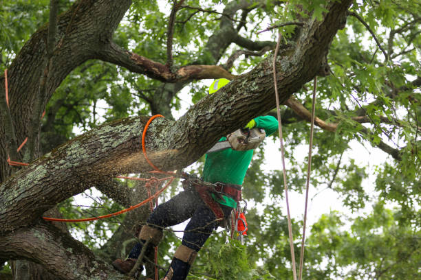 How Our Tree Care Process Works  in  Mila Doce, TX